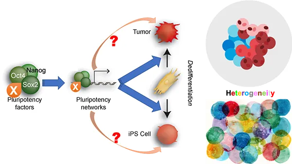 Cancer Stemness And Heterogeneity Orig.png