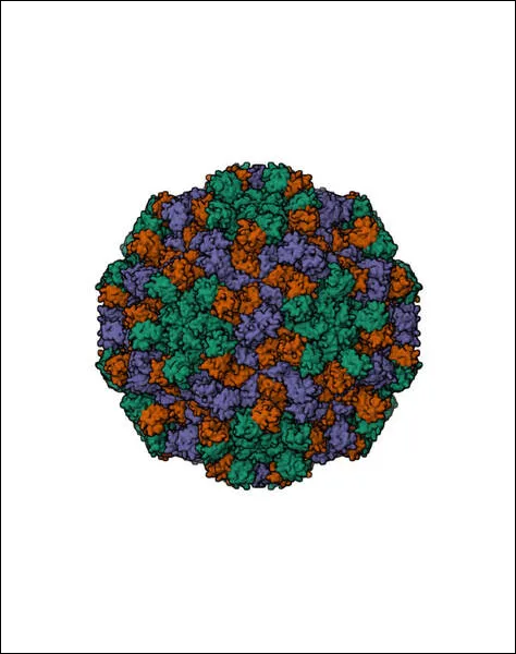 Turnip Crinkle Virus