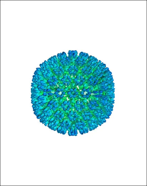 Epstein Barr Virus